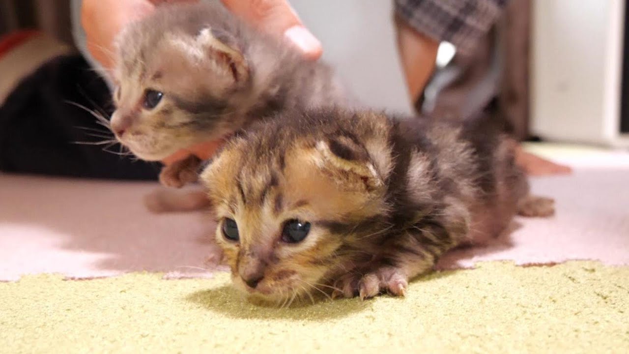 ママが好き過ぎる子猫たちがヨチヨチ歩きでママに突進。【赤ちゃん猫　保護猫】