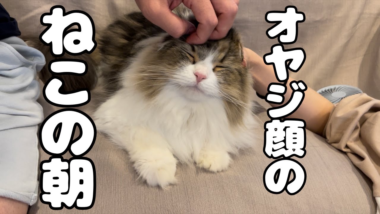 飼い主に触れられてオヤジ顔になってしまうサイベリアンがこちらです。