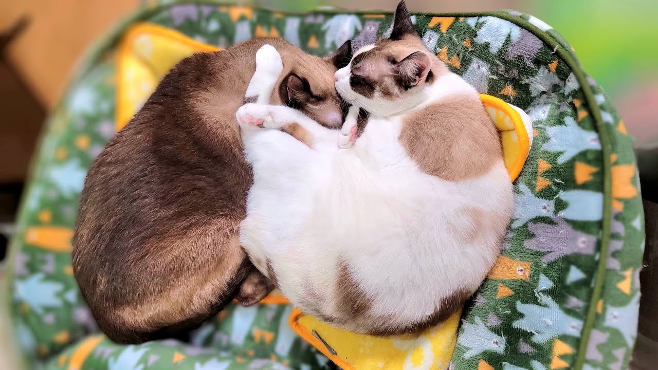 ペポ🐈️と仲良く一緒に寝てたシャム猫が急にブチギレた結果🥽