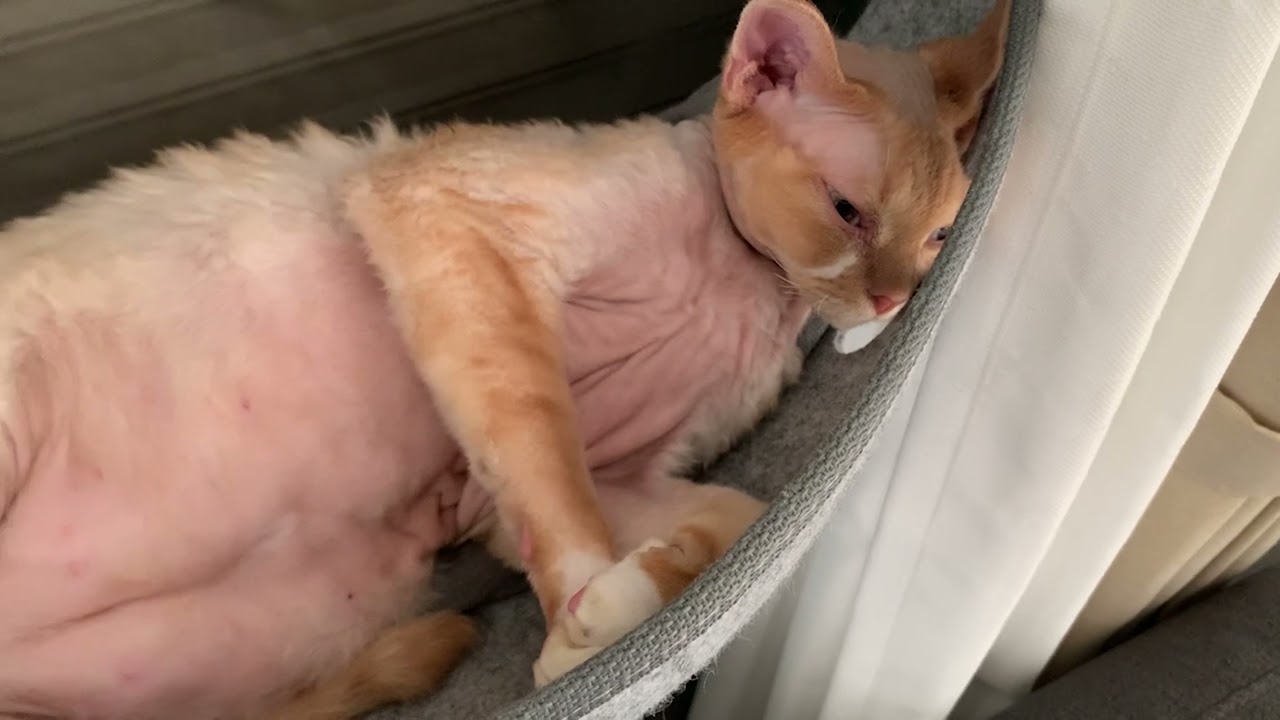 窓ハンモックでお昼寝するデボンレックス兄の肉球がかわいいです(Cute paw pads of Devon Rex cat taking a nap)