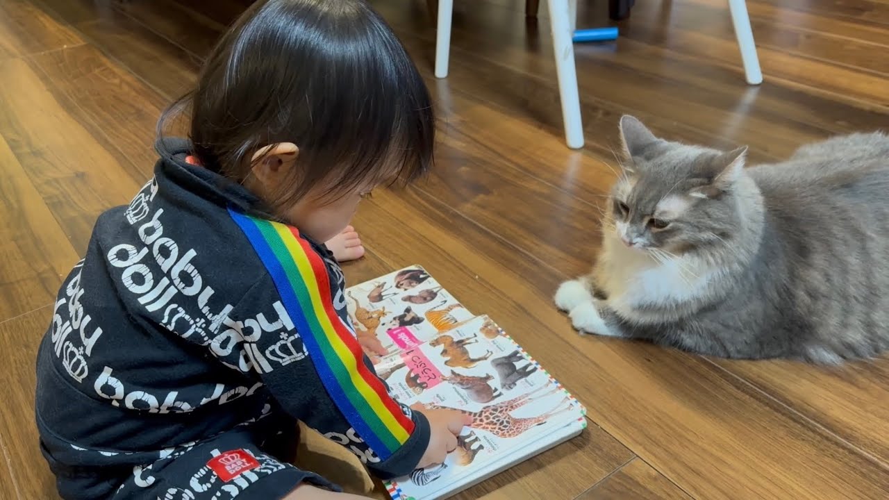 図鑑を付き合いよく一緒に見る猫　ノルウェージャンフォレストキャットA cat looking at an illustrated book together. Norwegian Forest Cat