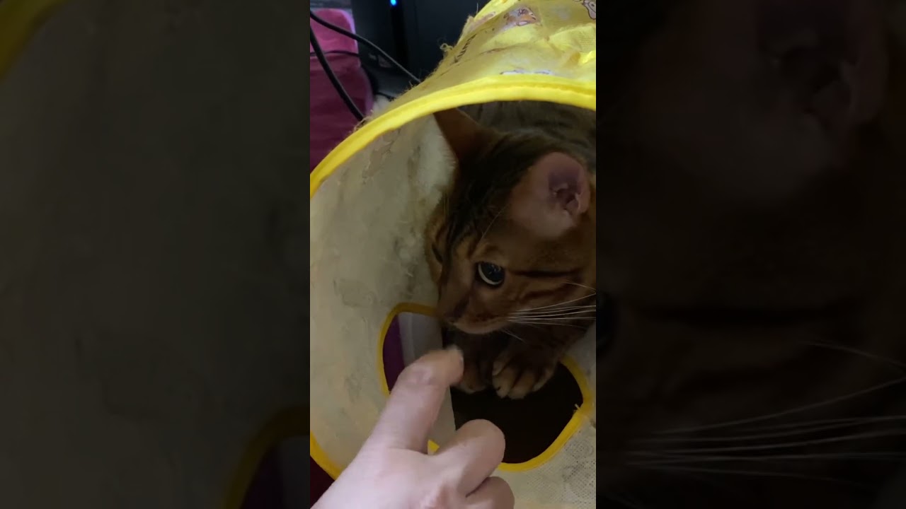トンネル猫 　#ベンガル猫
