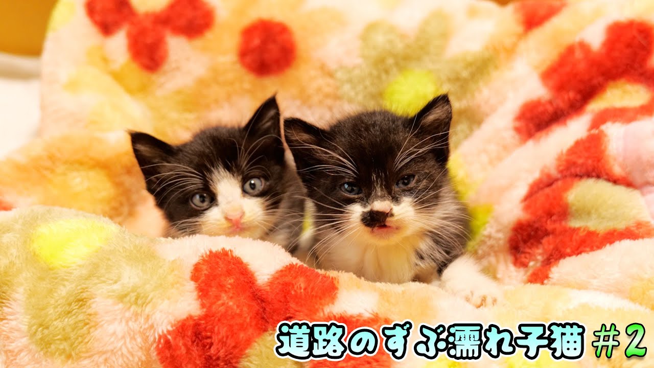 緊急保護した子猫たちの仮住まいハウスを作ったら、子猫たちの様子に変化が‥【道路のずぶ濡れ子猫 #2】