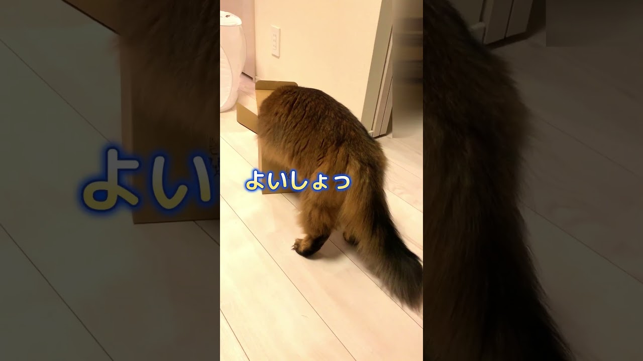 それは無理だぁ #ロシアンブルー #ソマリ #shorts
