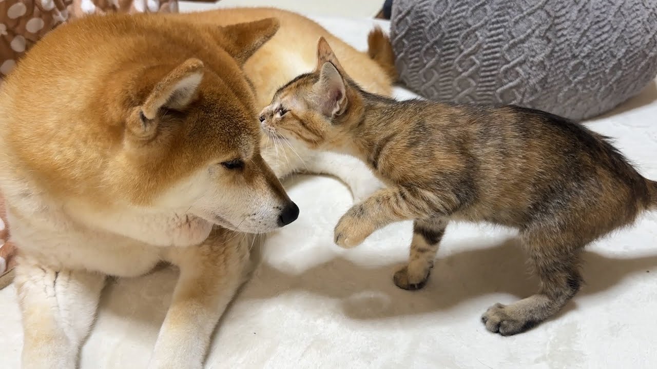 性格の違う子猫姉妹の柴犬の接し方が可愛すぎます