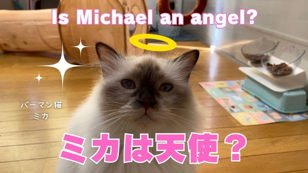 バーマン猫ミカ【ミカは天使？】Is Michael an angel?（バーマン猫）Birman/Cat