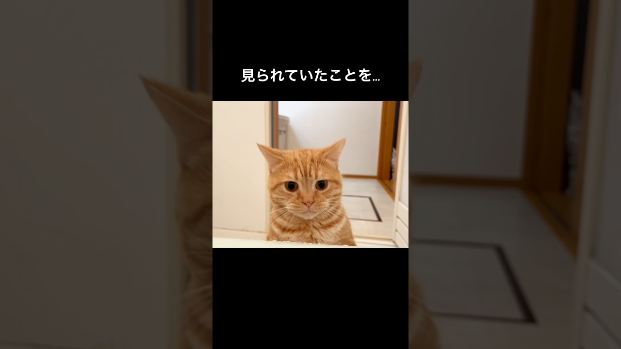 見られている... #猫 #マンチカン #shorts