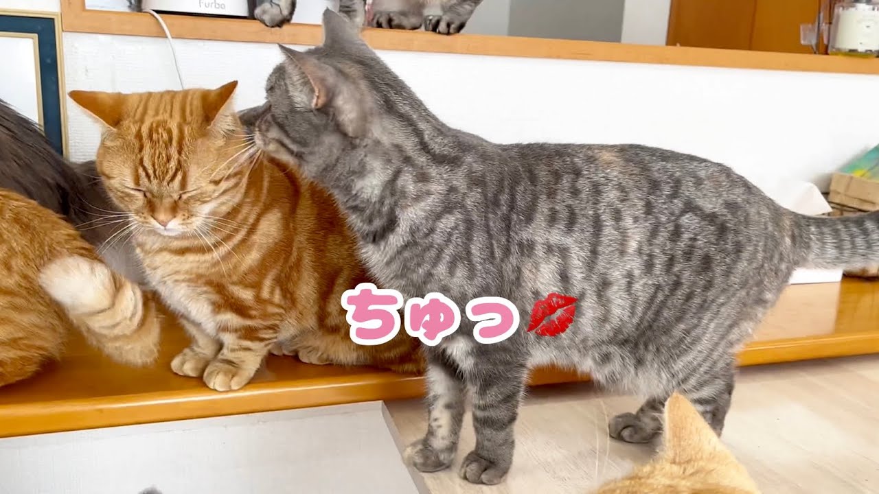 みんなおだやかで仲良しなごはんタイム #猫 #マンチカン