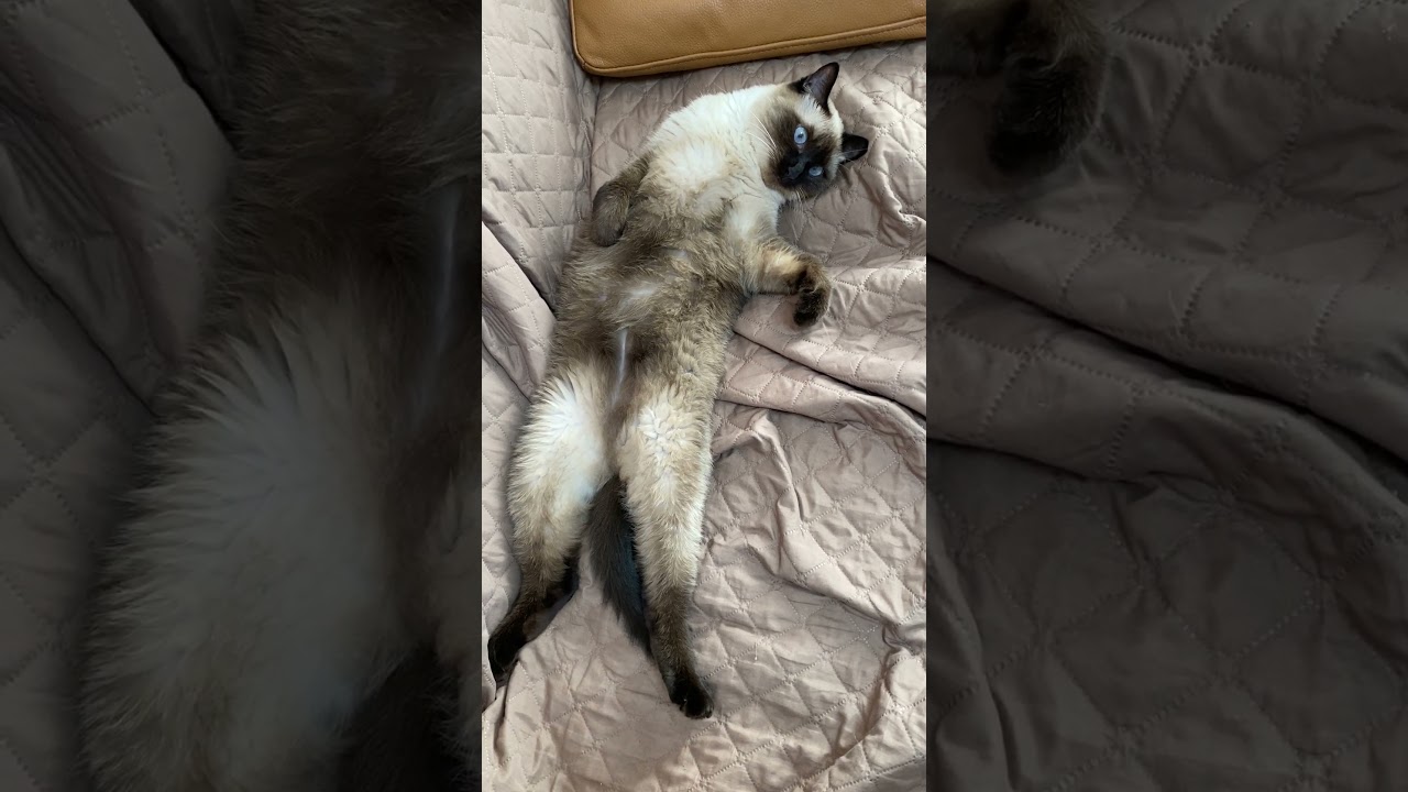 【2023.11.09】今日のシャム猫のふくさん（音無し）【たぬき猫】 #shorts