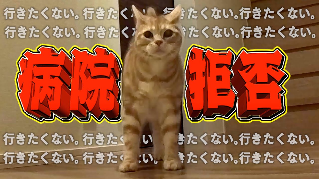 「病院行くよ！」と言ったら愛猫が家中を逃げ回って大パニックに…⁉︎
