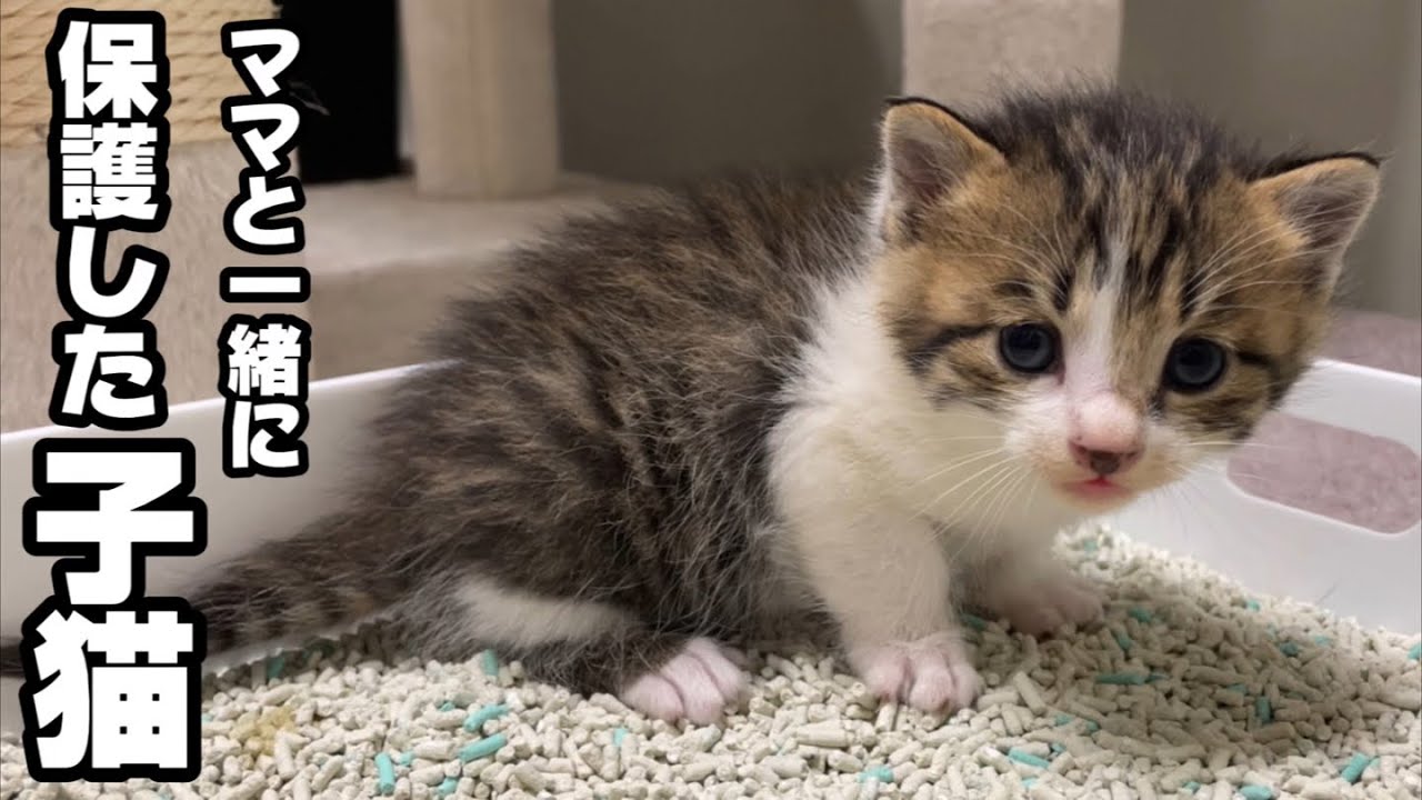 野良の子猫と母猫を一緒に保護したら翌日に凄く嬉しい出来事が起こりました。