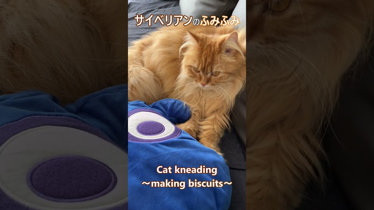 ふみふみする猫【サイベリアン】　 #siberian #サイベリアン #ねこのきなこもち #猫動画 #猫好きさんと繋がりたい
