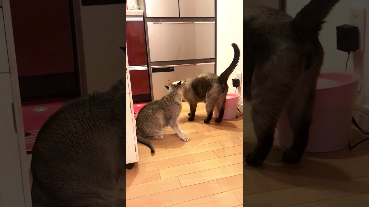 たぬき猫をこっそりクンクンしたかったのに気づかれちゃったシンガプーラなのにゃ♪#シンガプーラ #トンキニーズ #cat #たぬき猫