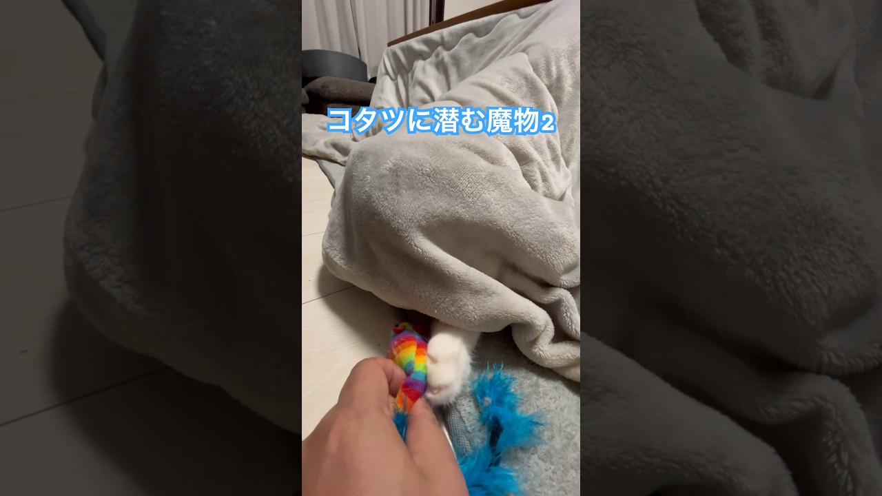 コタツに潜む魔物その2 【ノルウェージャンフォレストキャット】 #ねこ