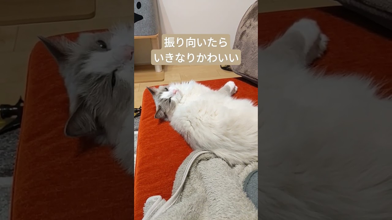 美人さんが寝てました　#shorts #ラグドール #サビ猫 #ベンガル