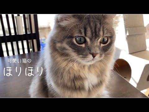 猫のほりほり #サイベリアン #可愛い