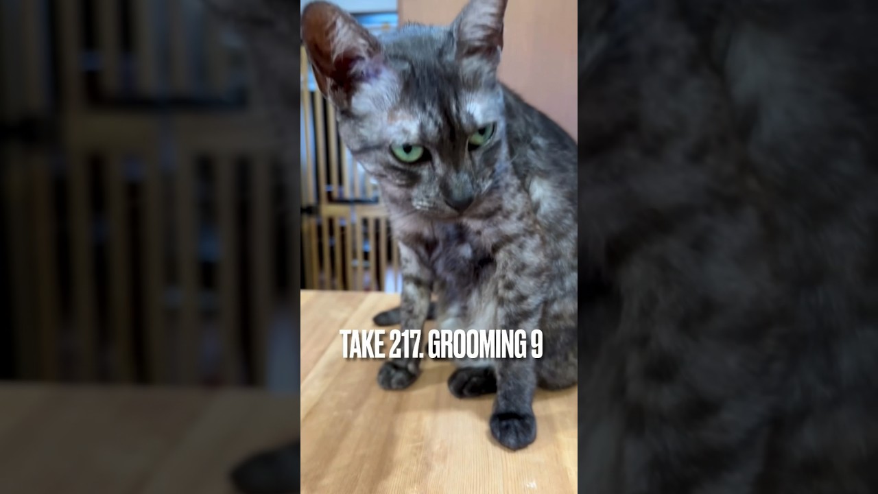#そば打ち 板で#グルーミングにゃ❗️#grooming #エジプシャンマウ #不機嫌 #猫あるある #ねこ動画 #shorts