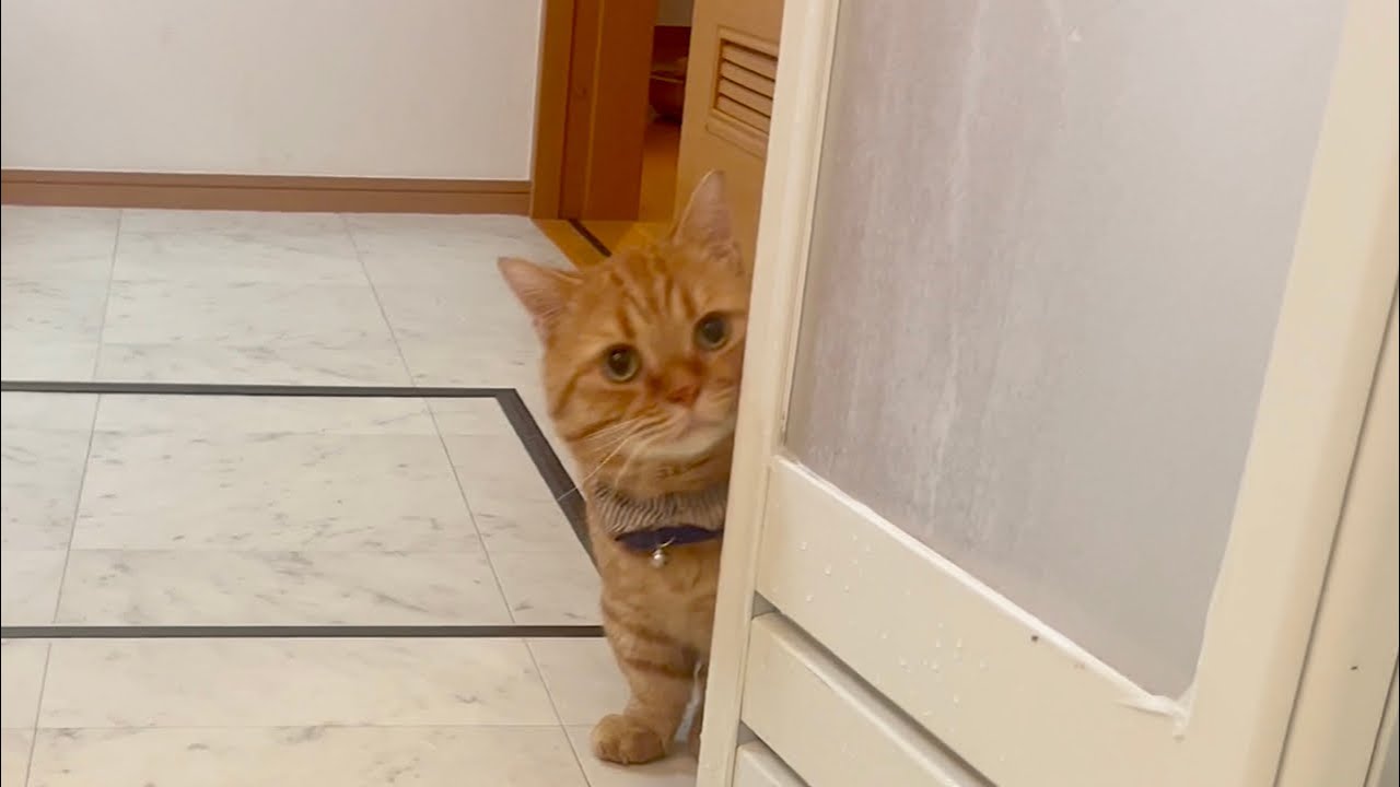 お風呂はこわいけど会いにきてくれた茶々くんがかわいすぎました！ #猫 #マンチカン
