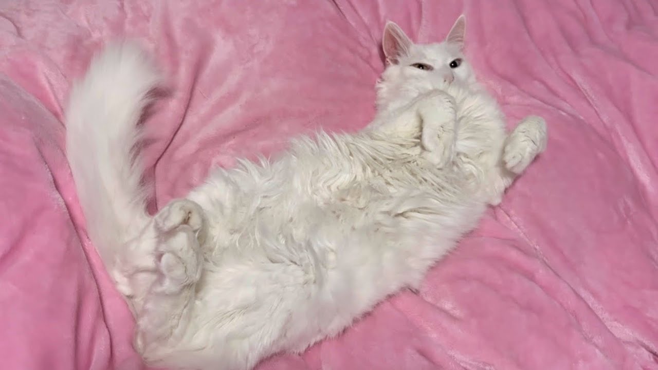 【寝相♡】かわいくて個性的な寝方をするターキッシュアンゴラとノルウェージャンフォレストキャットたち♡