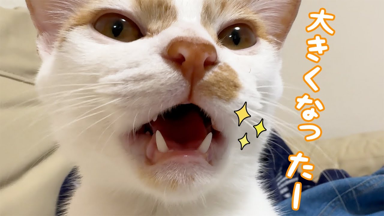 子猫トロさん、大人になってきました…！！