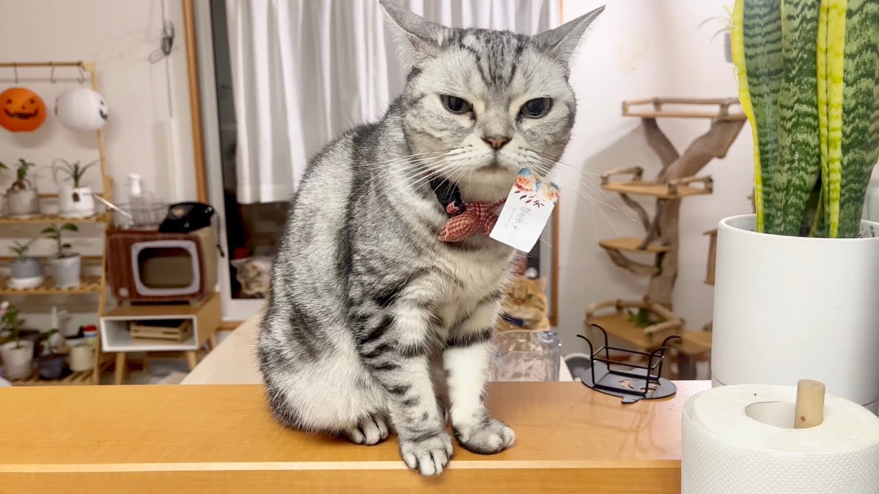 何かをつけてるあいちゃんをガン見する茶々くんと気にかけてるポッポちゃん #アメリカンショートヘア #猫