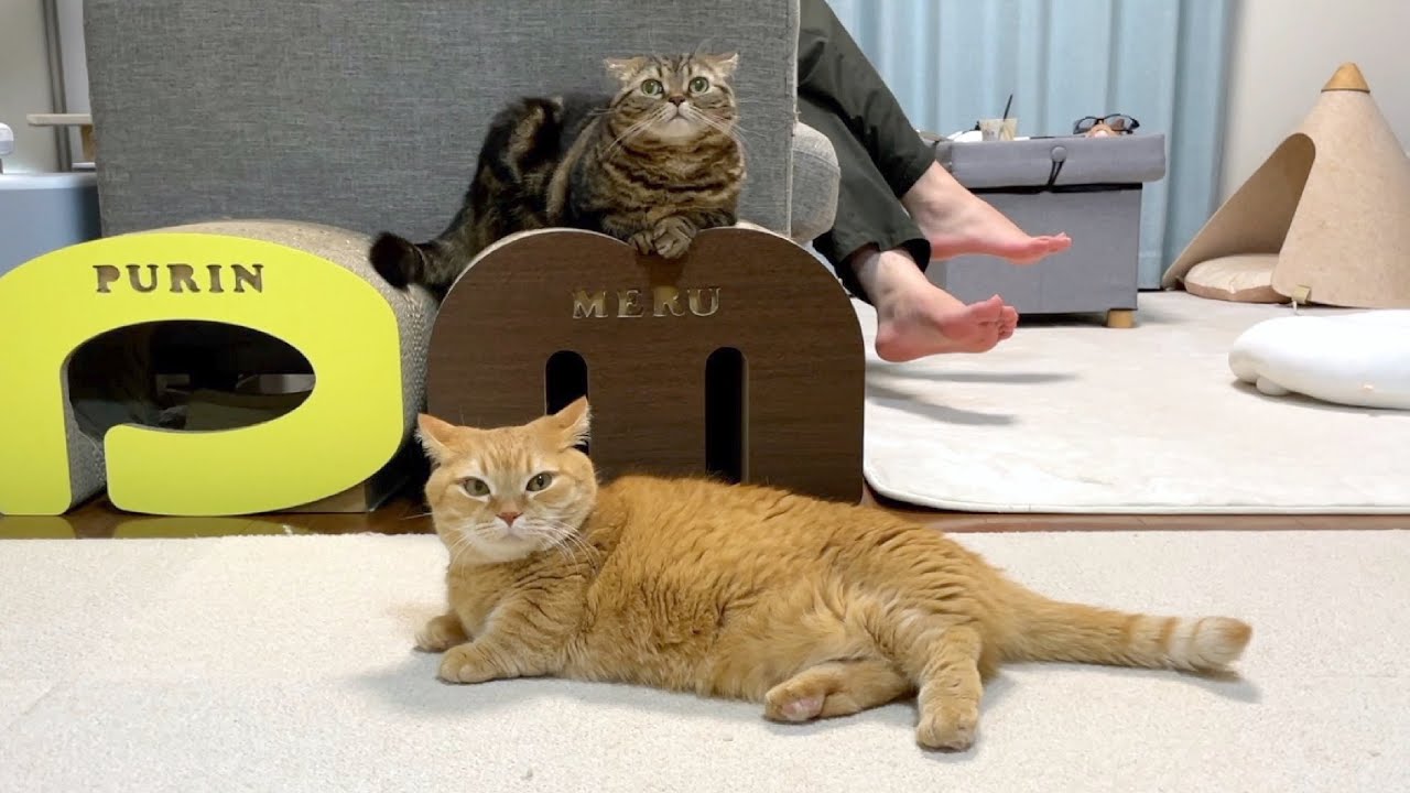 ２機の飛行機猫が現れました…！【イカ耳】