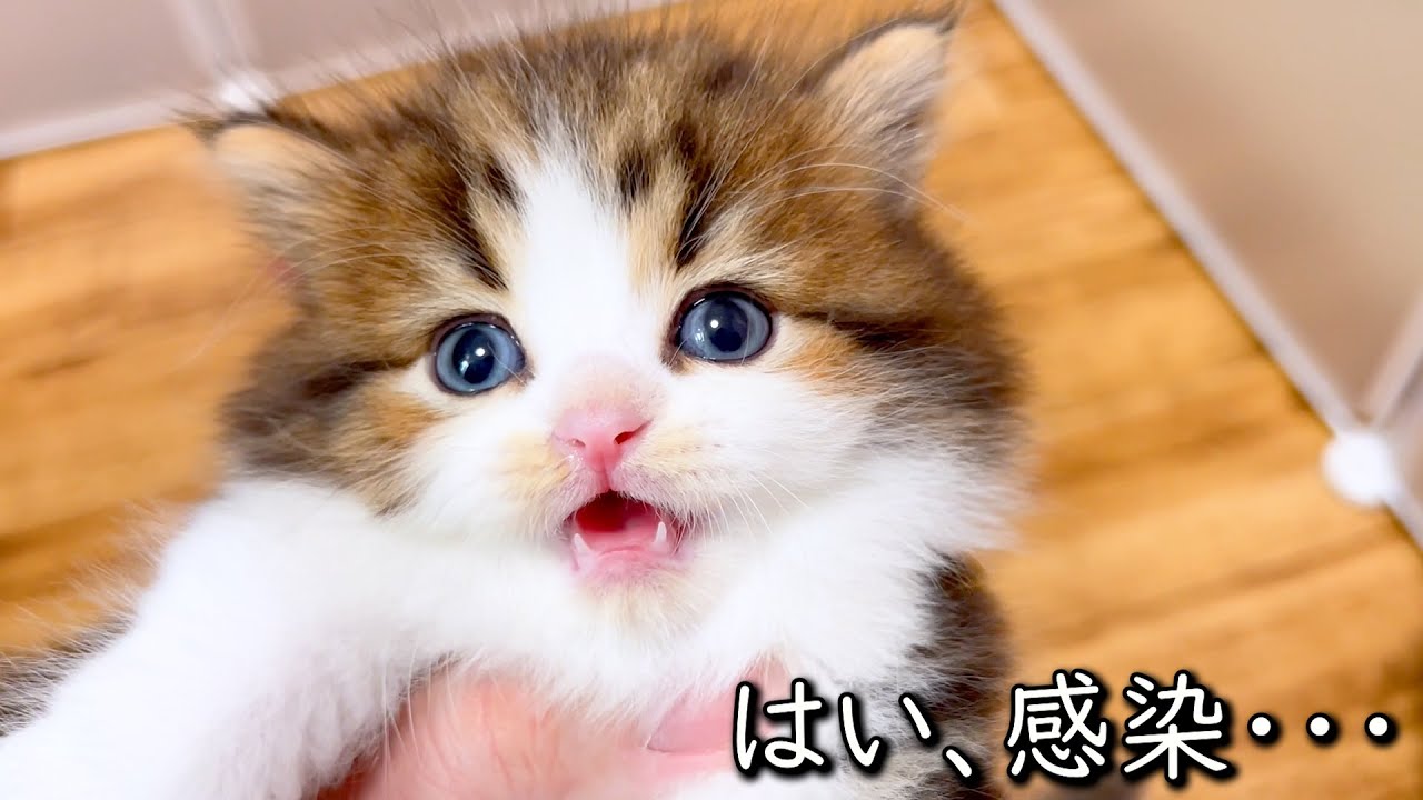 【マンチカンの子猫】まぁ感染するよねっていうお約束の風邪な件 ∼猫のいる生活Vol.831~ 出産動画 マンチカン短足・ミヌエット・ペルシャ猫専門ブリーダー『ペット蔵人』【子猫の成長記録】