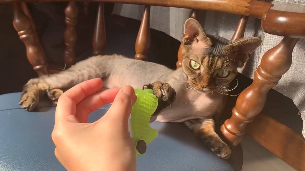 デボンレックス弟とデンタルケアおもちゃで遊びました(Playing with Devon Rex cat using a dental care toy)