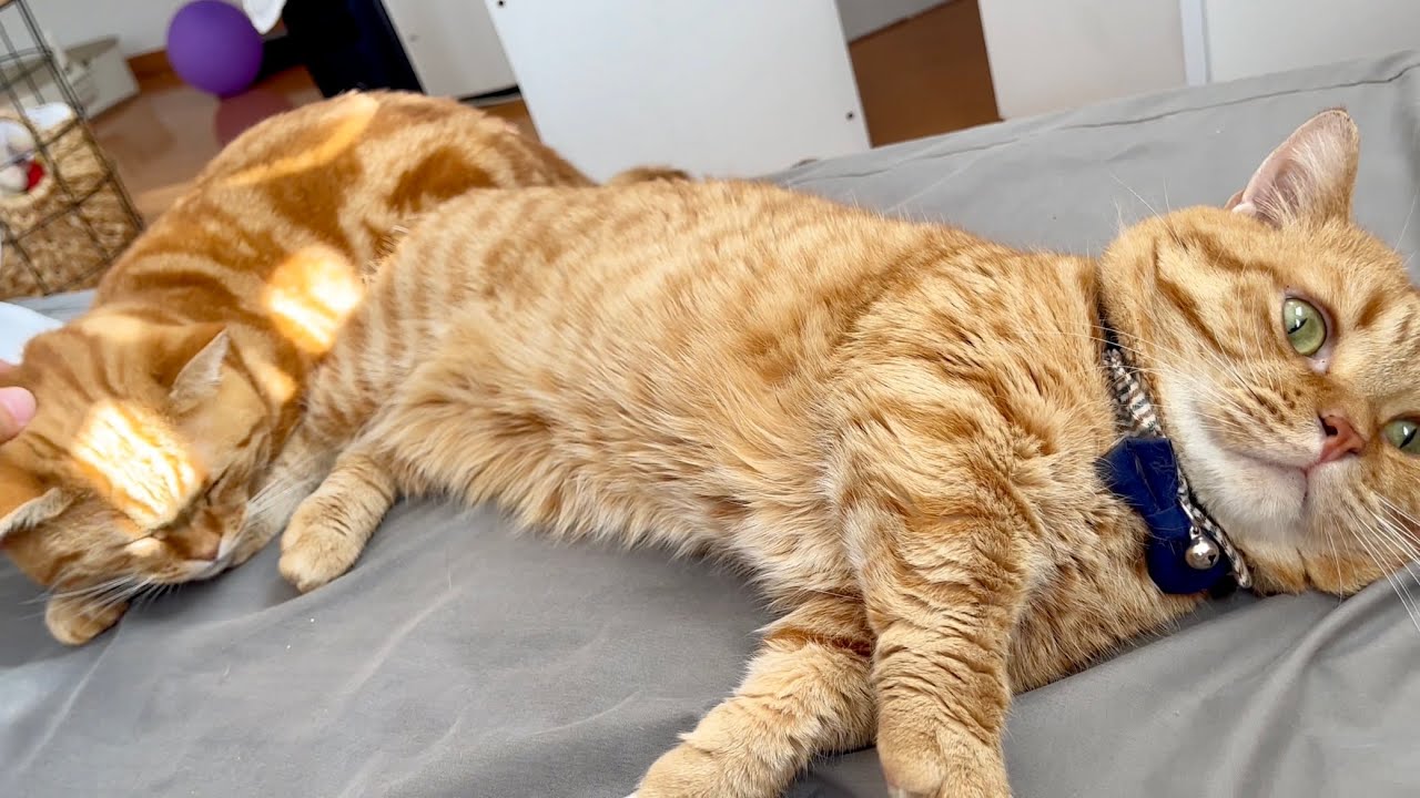 茶々パパの撫で撫でタイムにちゃびくんが乱入...どーなる！？ #猫 #マンチカン