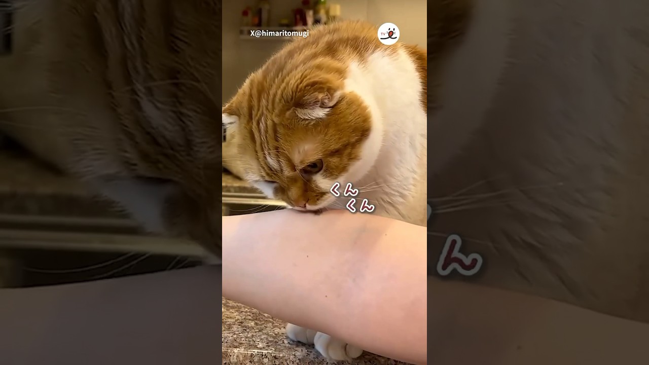 あっ、それは…。｜PECO #スコティッシュフォールド #猫 #猫動画 #猫のいる暮らし #scottishfold #cat #catlover #catvideos