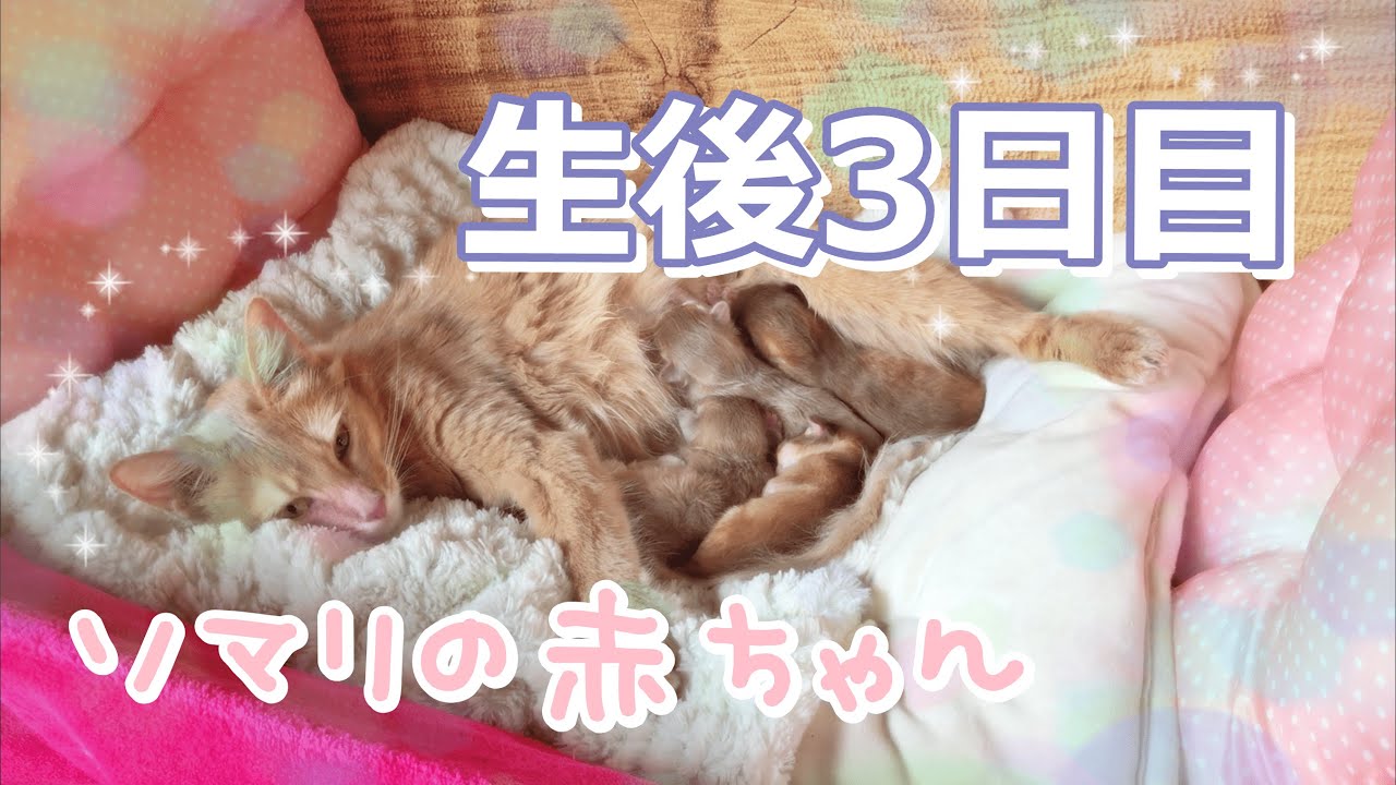#18 生後3日目ソマリの赤ちゃん(ソマリ) Somali cats baby three days old