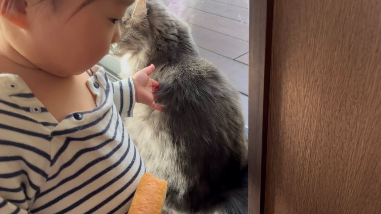 ソフトタッチで撫で続ける幼児から逃げ出す猫　ノルウェージャンフォレストキャット　A cat runs away from a child petting it