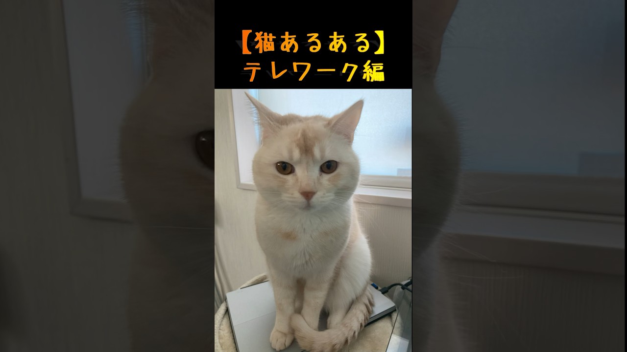 【猫あるある】テレワーク編vol.1