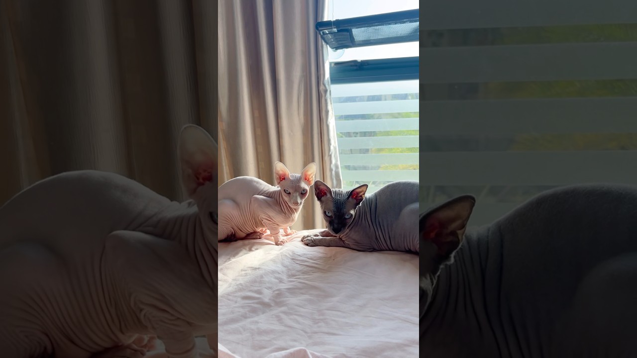 向かい合う毛のない猫たち【スフィンクス猫】