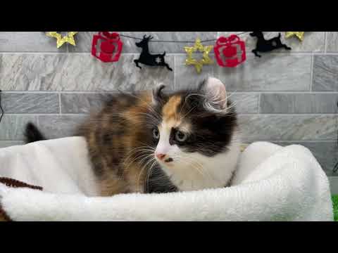 多治見店 　アメリカン・カール 　2307057