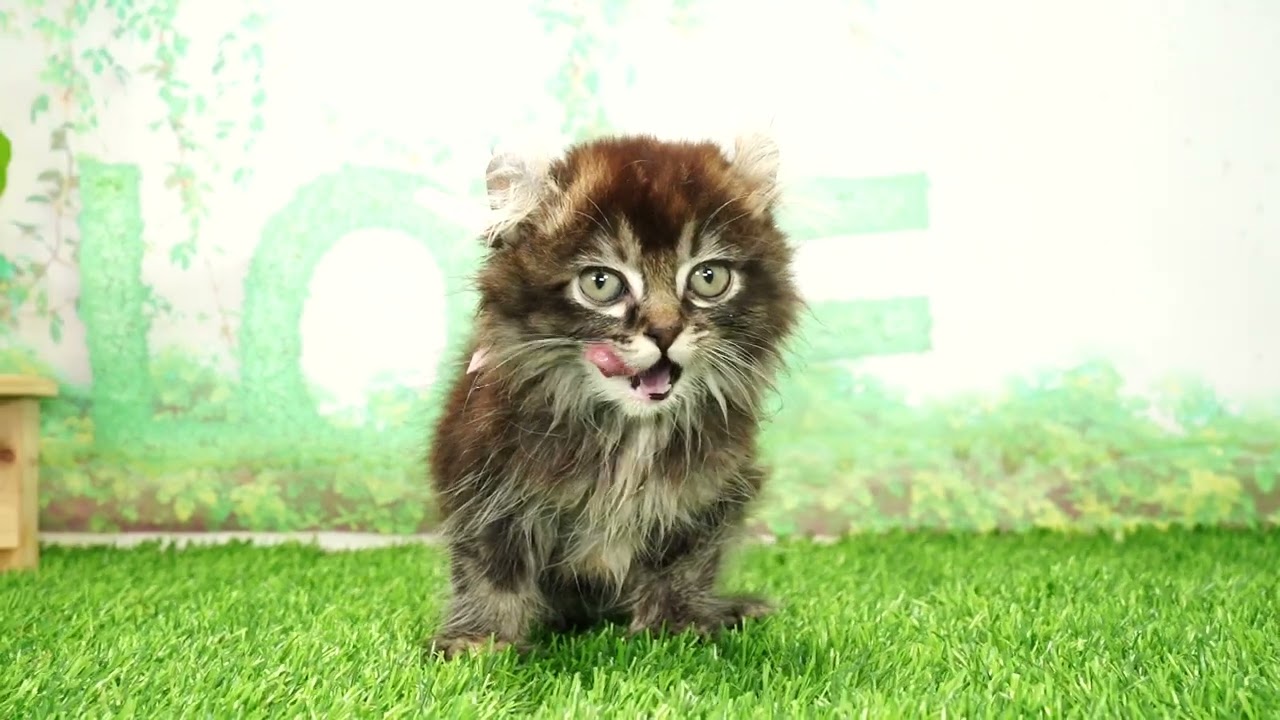 Coo&RIKU　No655387　アメリカンカール