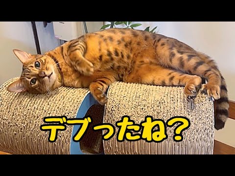 デブ化したイケメン猫が夫には神対応で私には塩対応してきます