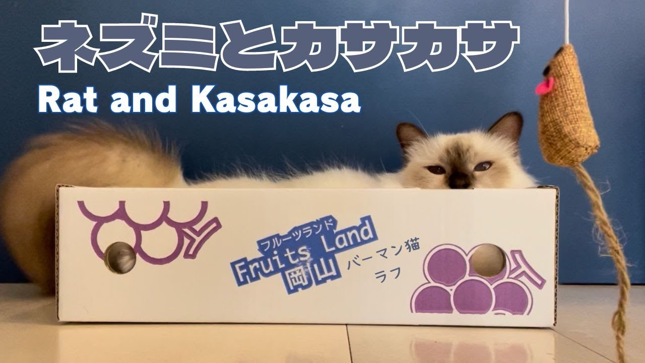 バーマン猫ラフとウリ【ネズミとカサカサ】Rat and Kasakasa（バーマン猫）Birman/Cat