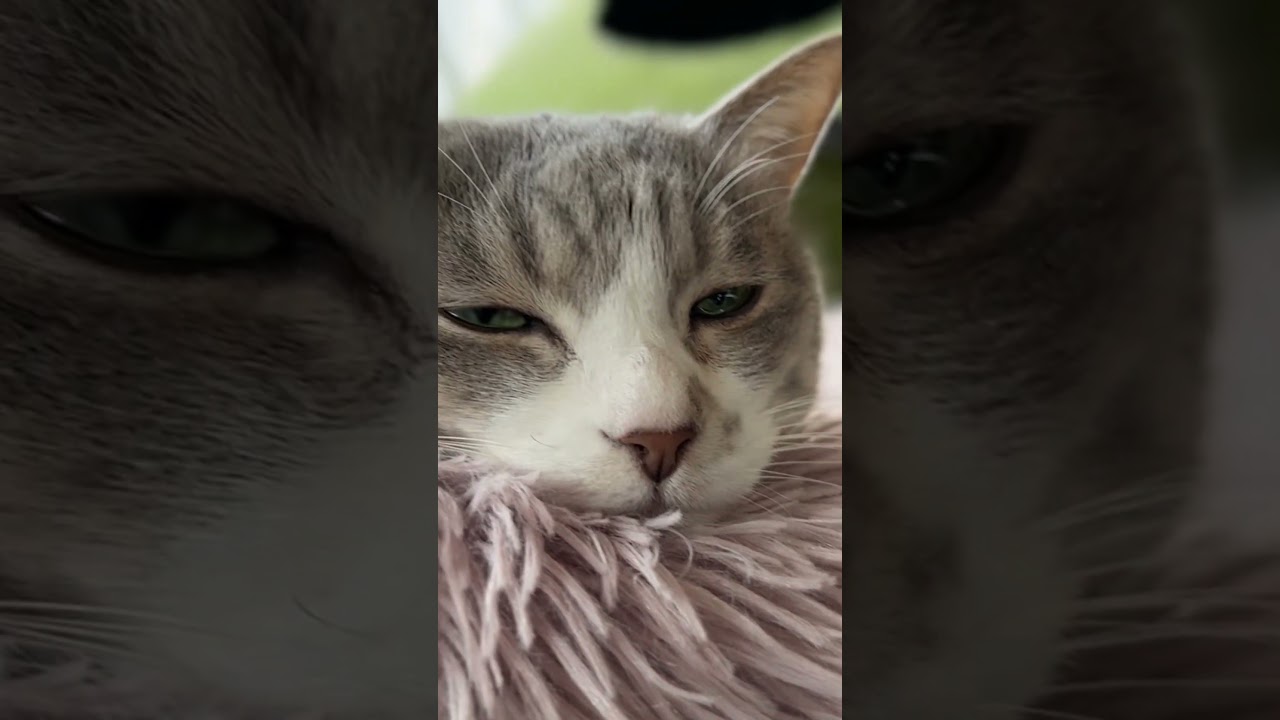 ねむねむモアレさん💤