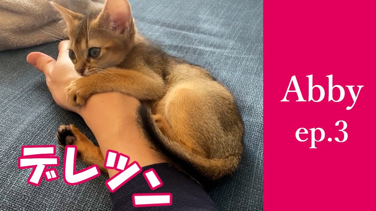 あんなに甘えてたのに… デレツン？ アビシニアン Abby
