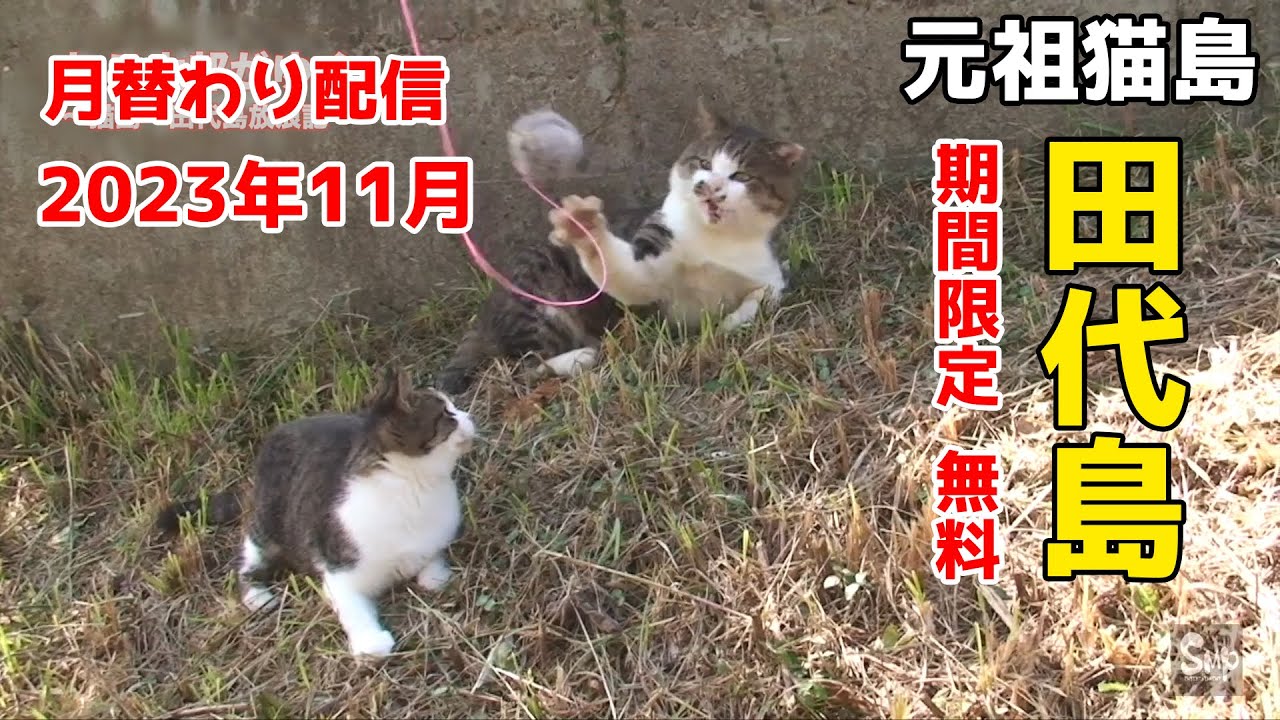『ねこ太郎がゆく〜猫島・田代島放浪記〜』②