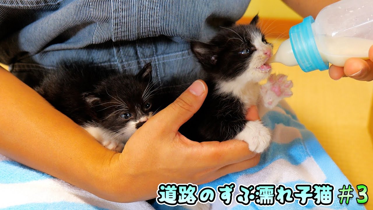 緊急保護した子猫たちに初めてのミルクを飲ませたら‥もう大変！【道路のずぶ濡れ子猫 #3】