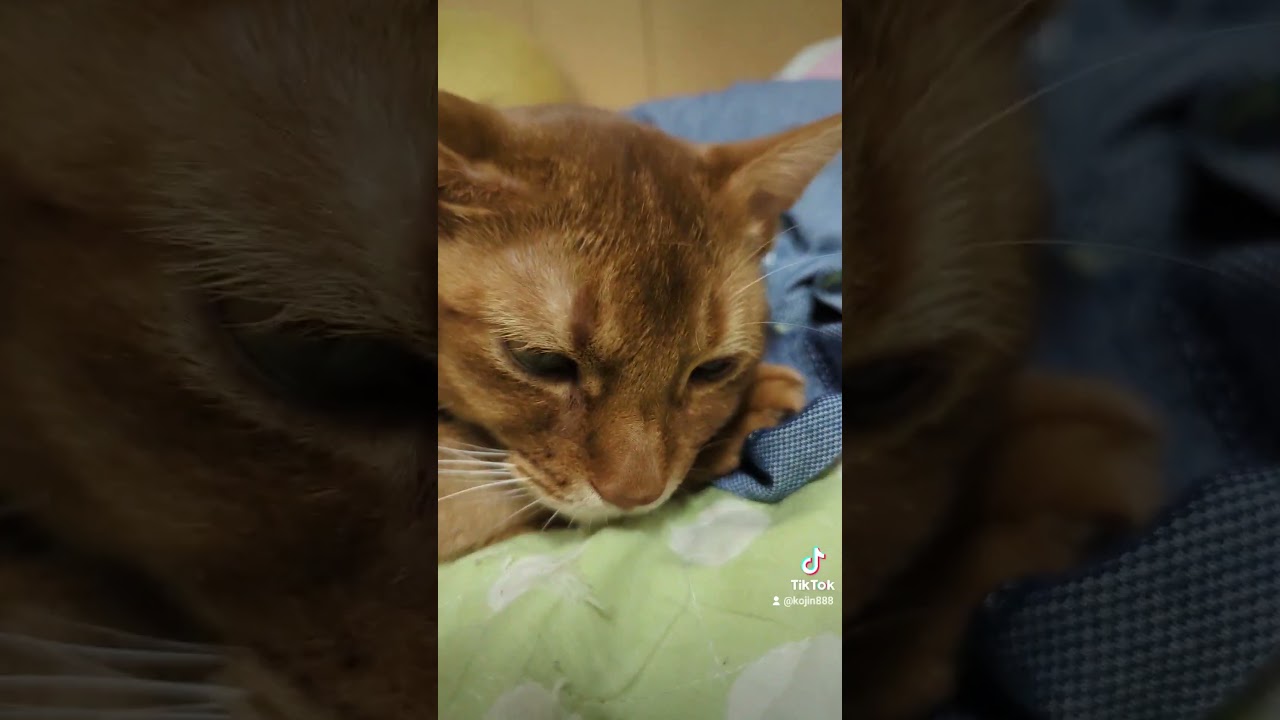 10/25甘え疲れたあびにゃん（´・ω・`） #ねこ #cat #アビシニアン #猫