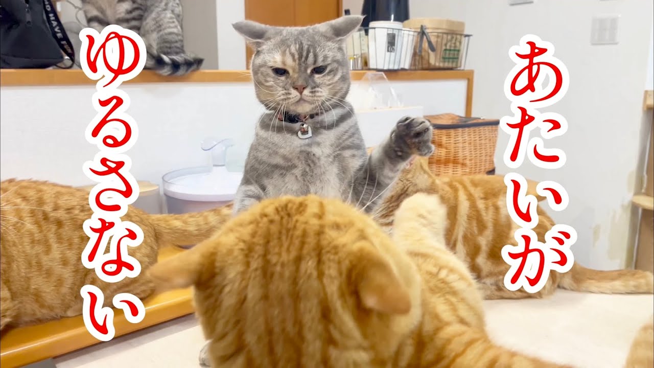 茶々パパがぽちゃくんにちょっかいを出したら...ぎんちゃんが立ちはだかった！ #猫 #マンチカン