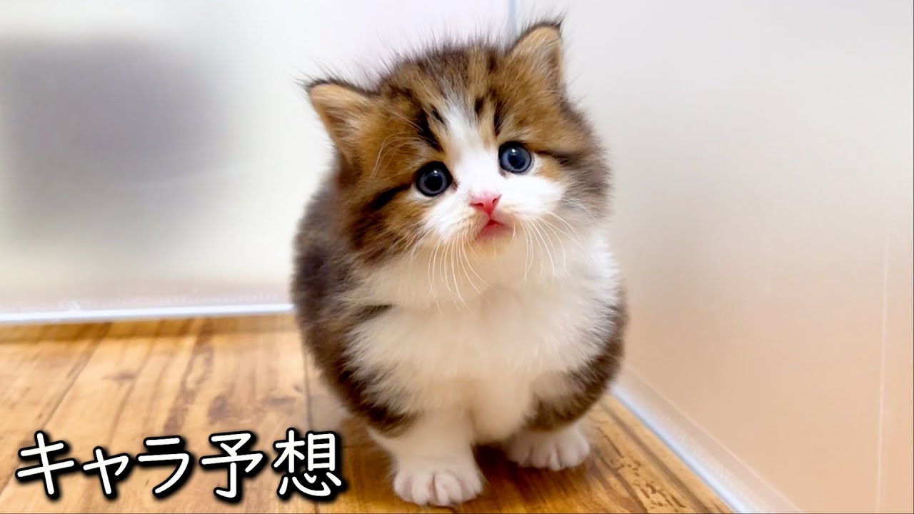 【マンチカンの子猫】毎回はずれるキャラ予想してみる件 ∼猫のいる生活Vol.832~ 出産動画 マンチカン短足・ミヌエット・ペルシャ猫専門ブリーダー『ペット蔵人』【子猫の成長記録】