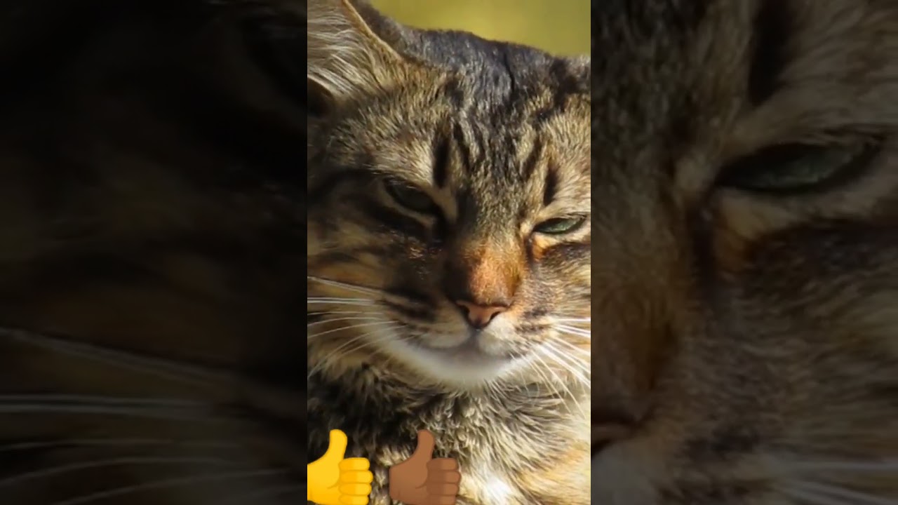 Brown 🤎🟤 Cat 😺🐈 #shorts #animals #youtubeshorts