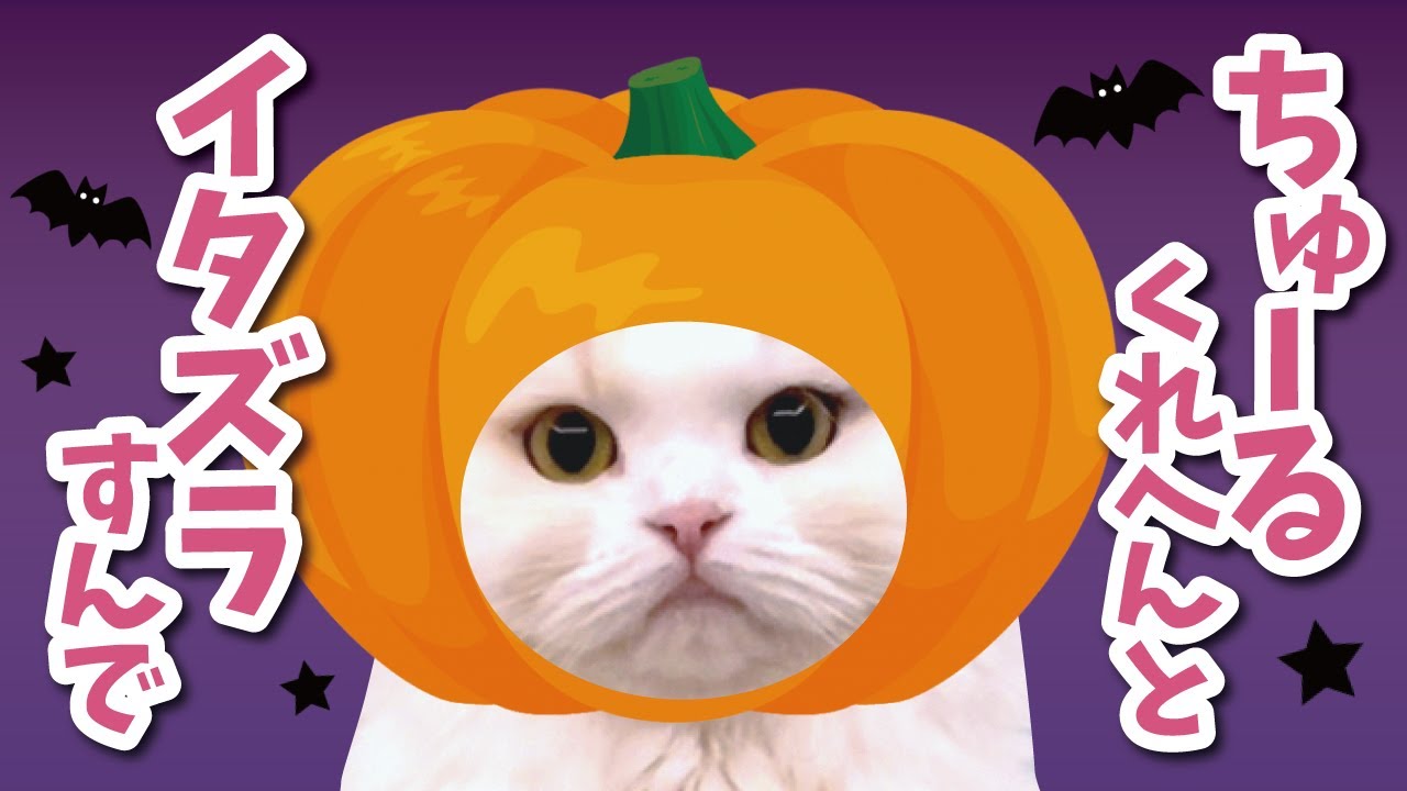 トリックオアチュールしてくる猫たちがしんど可愛かった【関西弁でしゃべる猫】【猫アテレコ】