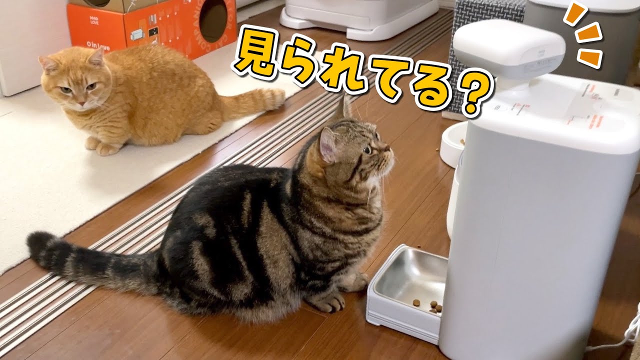 優秀すぎる見守りロボットから見た愛猫が可愛すぎた！【O SITTER】【HHOLove×7sGood】
