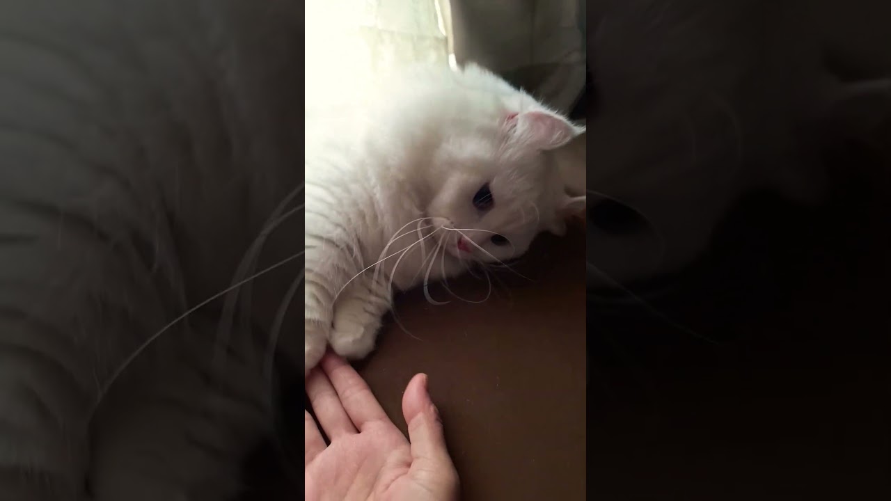 【オッドアイ幸せを呼ぶ猫】たまにわサービスするラビちゃん#猫#cat#白猫#キンカロー#shorts