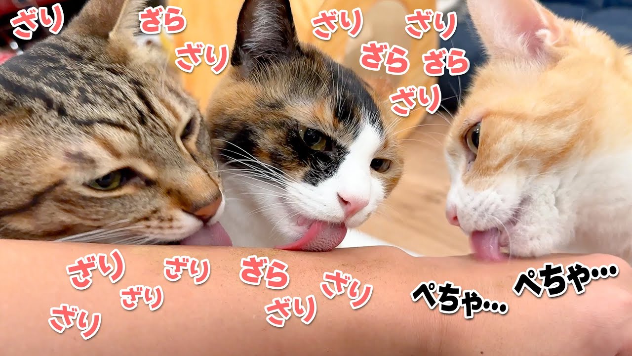 猫たちの中で誰が一番舌がザラザラしてるのか比べてみたら意外な事実が判明しました…！